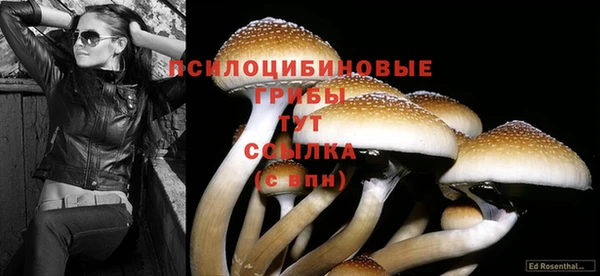 дмт Бородино